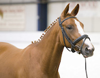 Ballet Time : Bertoli W x Wittinger x Cavalier 2009 Chestnut Filly